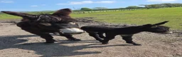 Donkey livestock for sale: Jack donkey foal  - Advert 11
