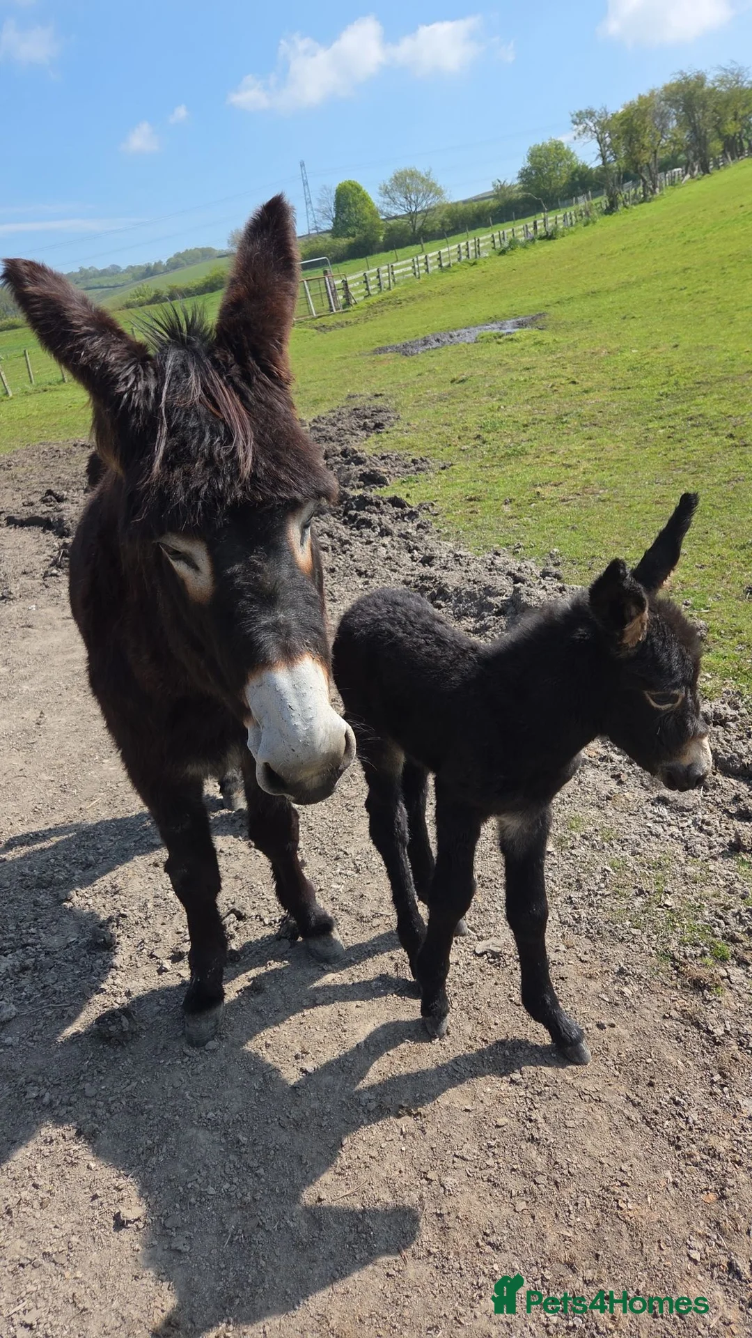 Donkey livestock for sale: Jack donkey foal  - Advert 11