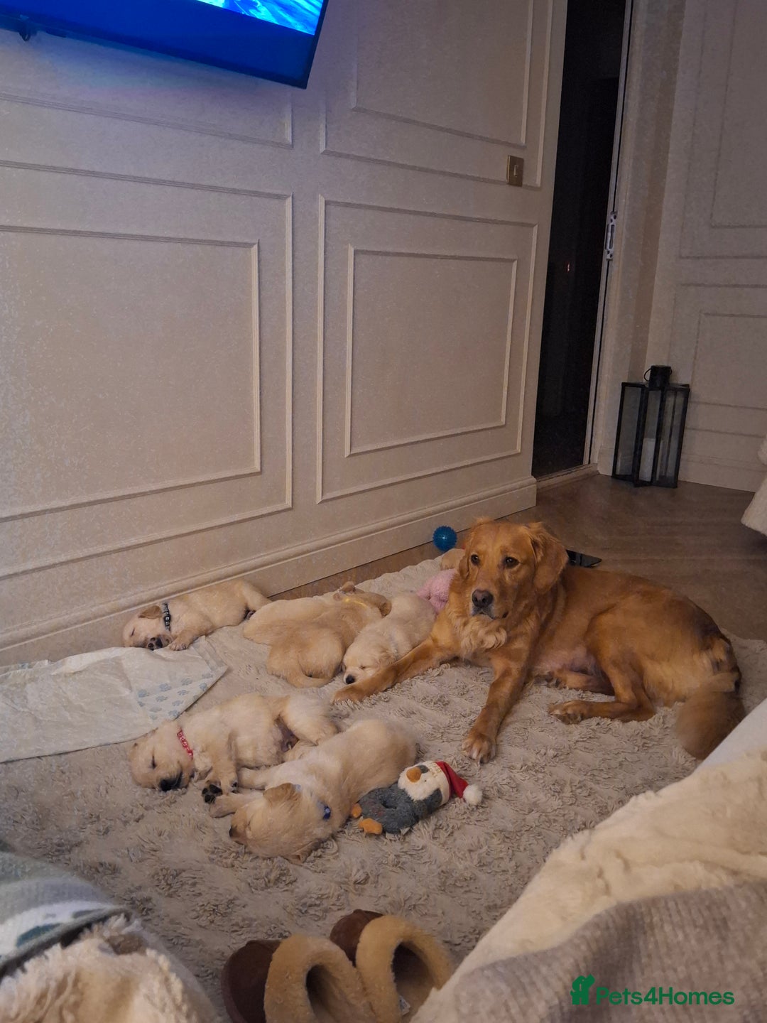 Golden Retriever dogs for sale: KC reg golden retriever puppies - Advert 12