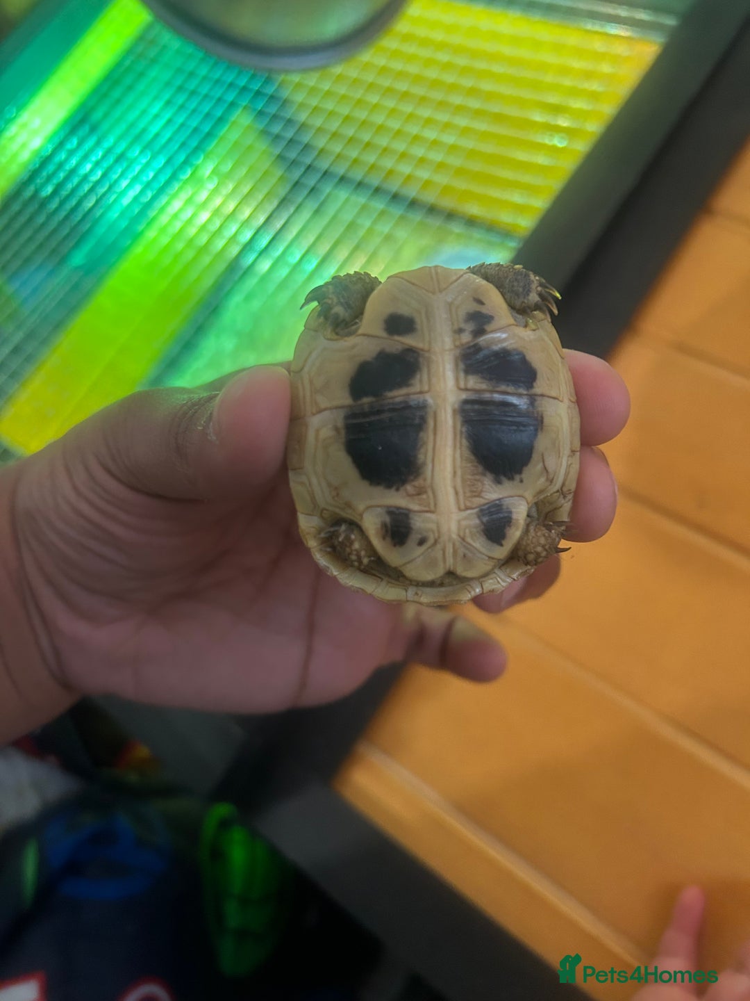 Tortoise reptiles for sale: Hermann Tortoise for sale  - Image 4