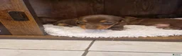 Miniature Dachshund dogs for sale: Beautiful Pups - Advert 15