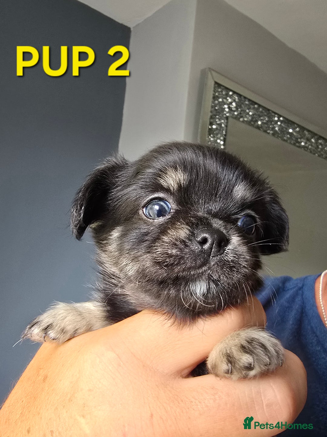Chihuahua dogs for sale: Beautiful small.long haired chihuahua boys - Image 9