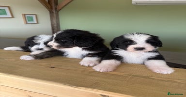 Bernedoodle dogs - Advert 6