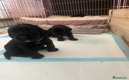 Cocker Spaniel dogs for sale: ‼️ONE GIRL LEFT‼️Working cocker spaniel puppies🐾 - Image 14