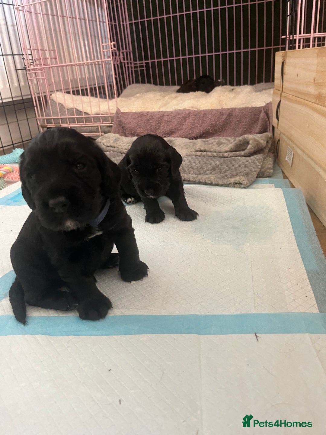Cocker Spaniel dogs for sale: ‼️ONE GIRL LEFT‼️Working cocker spaniel puppies🐾 - Image 14