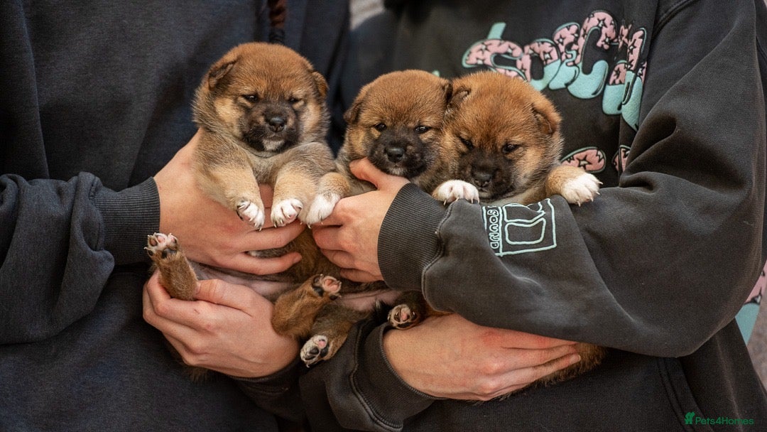 Japanese Shiba Inu dogs for sale: Shiba Inu Puppies – Top European Bloodlines UK KC - Advert 10