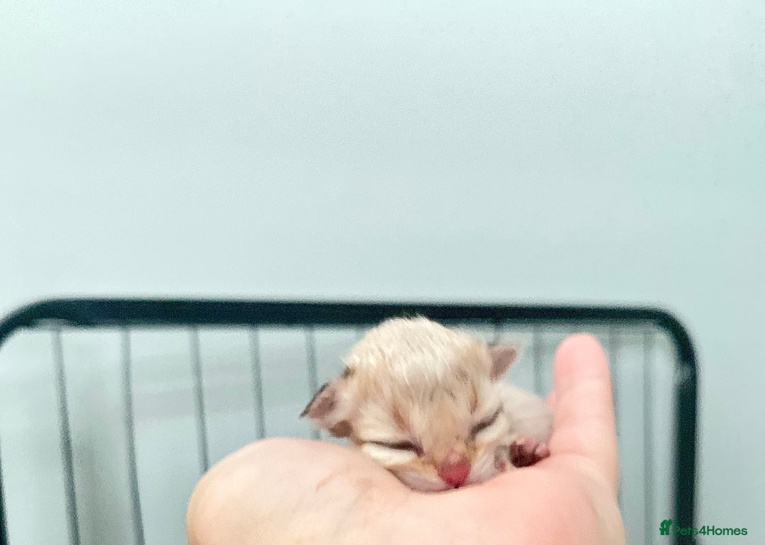British Longhair cats for sale: 🐾🤩❤️Gold Angels - tiny stars 🐾❤️🐱 - Image 1