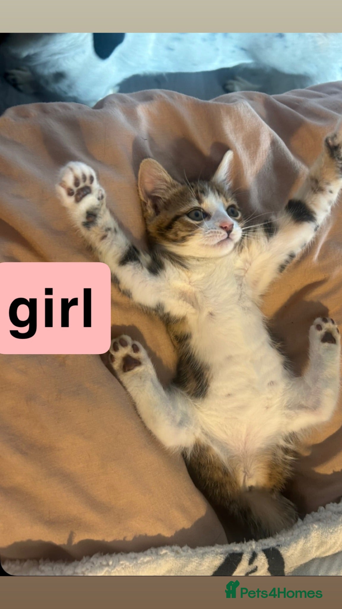 Domestic Shorthair cats 4 beautiful kittens  - Advert 1
