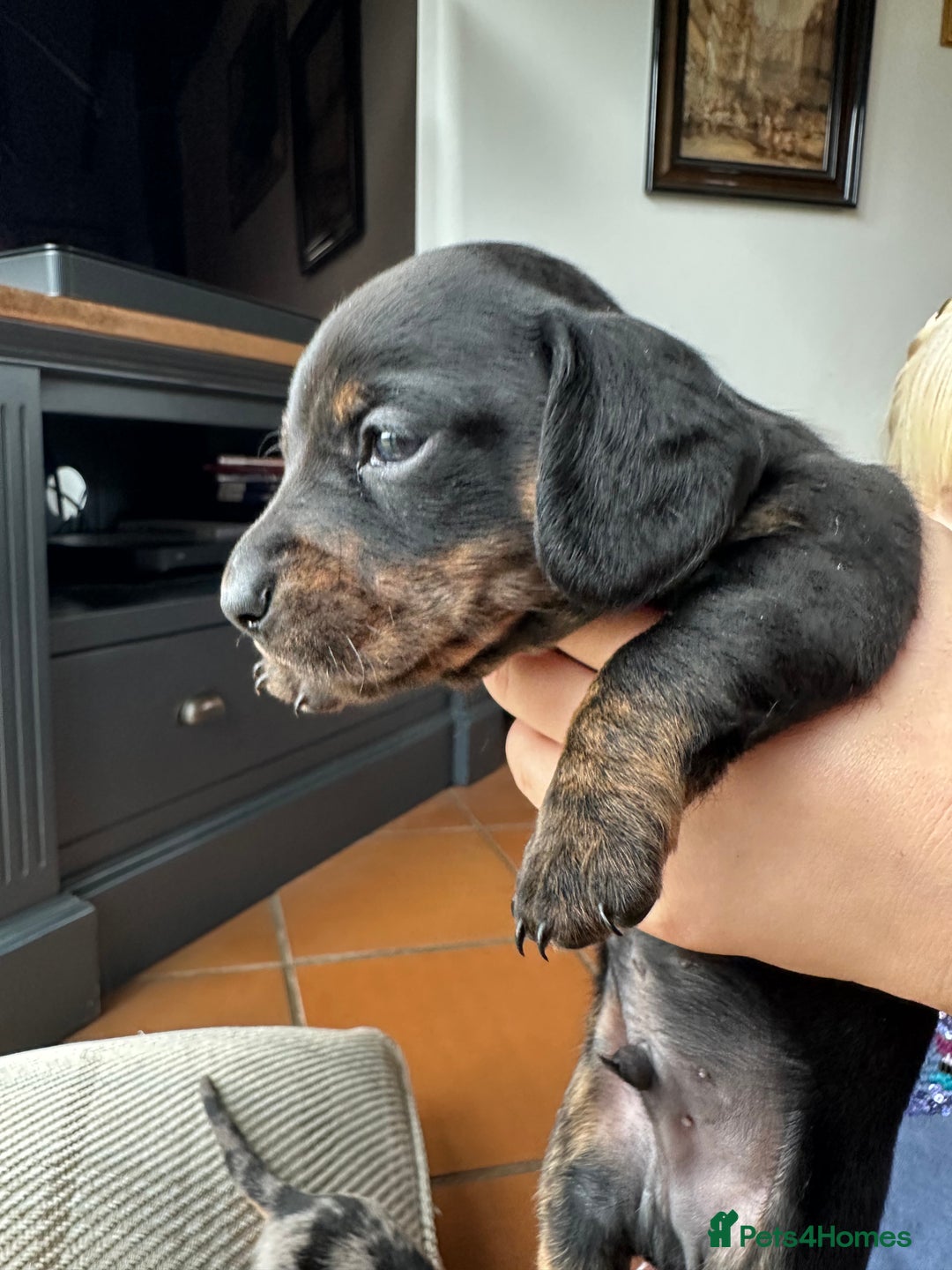 Miniature Dachshund dogs for sale: Ready Soon - Gorgeous KC Reg. Miniature Dachshund - Advert 32