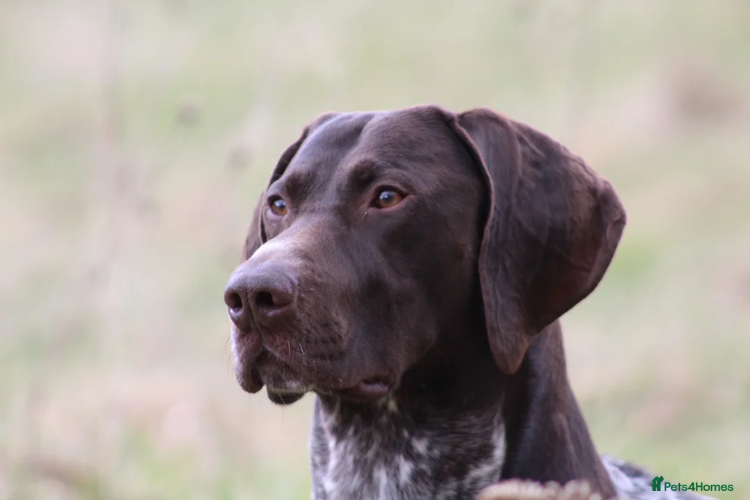 German Shorthaired Pointer dogs for stud: Stunning Proven German shorthaired pointer  in Shrewsbury - Advert 8