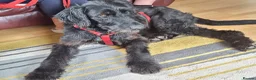 Mixed Breed dogs for adoption: 🐾❤️ HELGA FOR ADOPTION IN CORNWALL OR DEVON ❤️🐾 - Advert 12