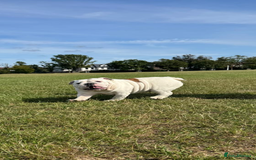 English Bulldog dogs for sale: Champion sired female bulldog for sale  - Image 3