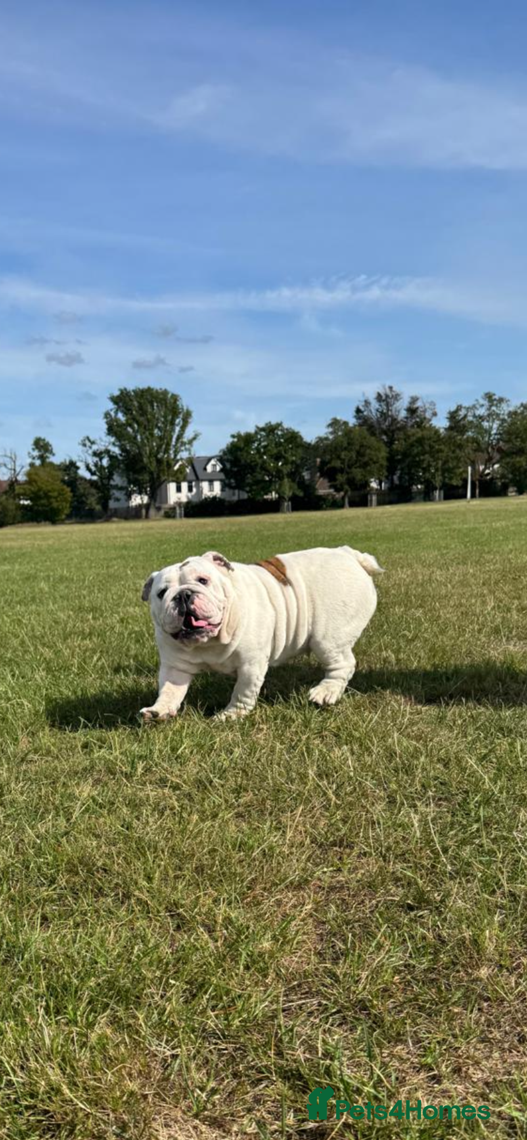 English Bulldog dogs for sale: Champion sired female bulldog for sale  - Image 3