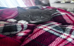 Domestic Shorthair cats for sale: Adorable Grey Tuxedo Kitten – Ready Soon - Image 5