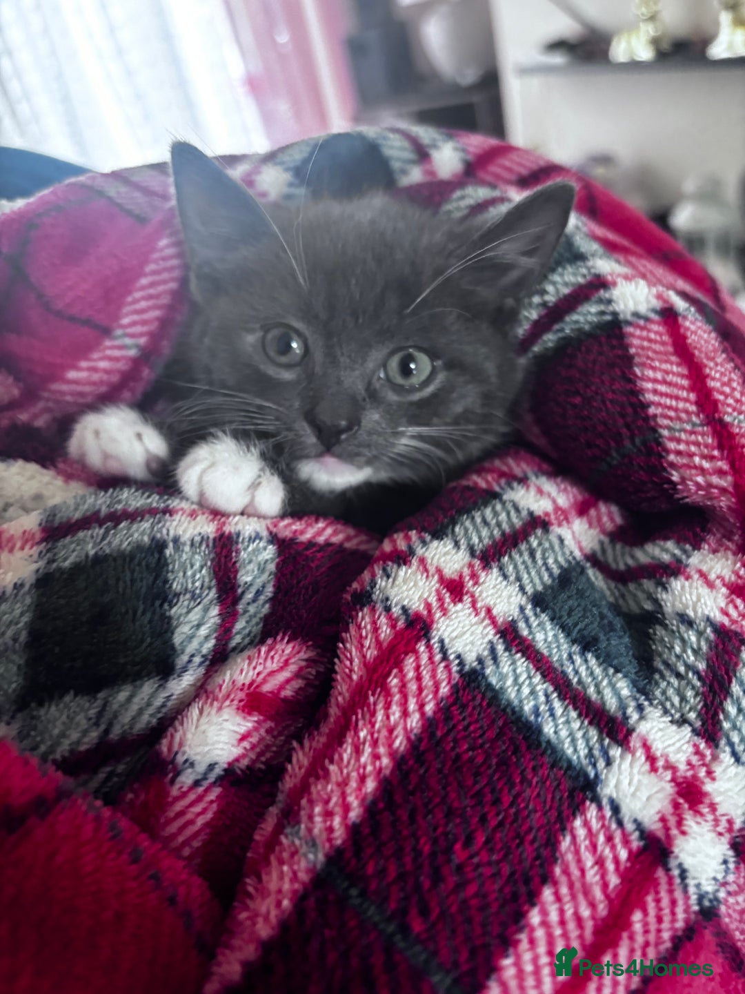 Domestic Shorthair cats for sale: Adorable Grey Tuxedo Kitten – Ready Soon - Image 5