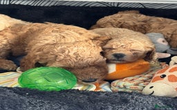 Cockapoo dogs for sale: 2 boys 2 girl Cockapoo puppy’s  - Image 3