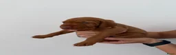 Hungarian Vizsla dogs for sale: Wirehaired Hungarian Vizsla - Advert 21