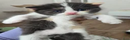 Mixed Breed cats for sale: 🐱 Bshxpersian cute kittens 🥰 - Advert 9