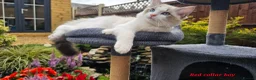 Ragdoll cats for sale: GCCF PEDIGREE CERTIFICATE KITTENS  - Advert 16