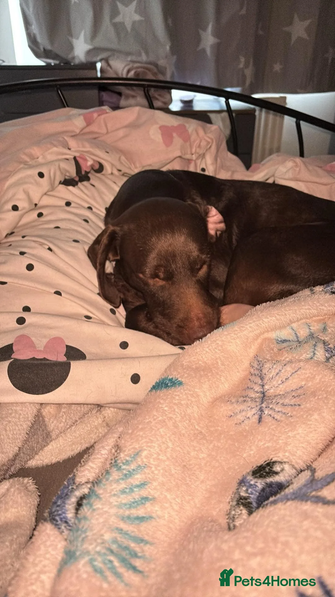 Springador dogs for sale: Nearly 3 years old boy springador - Advert 2