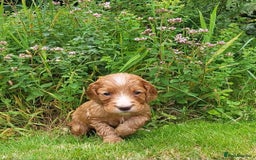 Cocker Spaniel dogs for sale: FTCH, KC REG working cocker pups - Image 18
