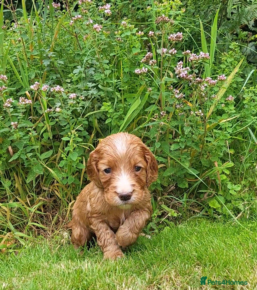 Cocker Spaniel dogs for sale: FTCH, KC REG working cocker pups - Image 18