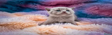 British Shorthair 2