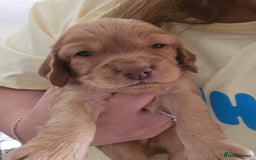 Cocker Spaniel dogs for sale: litter of 6 pedigree cocker spaniel puppies. - Image 15