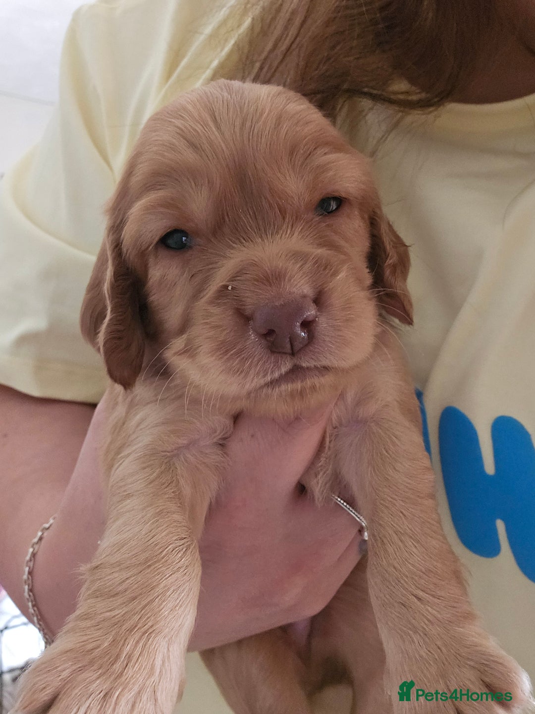 Cocker Spaniel dogs for sale: litter of 6 pedigree cocker spaniel puppies. - Image 15