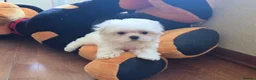 Maltese dogs for sale: Affectionate purebred maltese puppies  in Redcar - Advert 4
