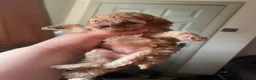 Toy Poodle dogs for sale: KC brown Parti, apricot, brown Toy Poodles - Advert 14