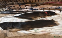 Cocker Spaniel dogs for sale: Gorgeously adorable Show Cocker Spaniels - Advert 20