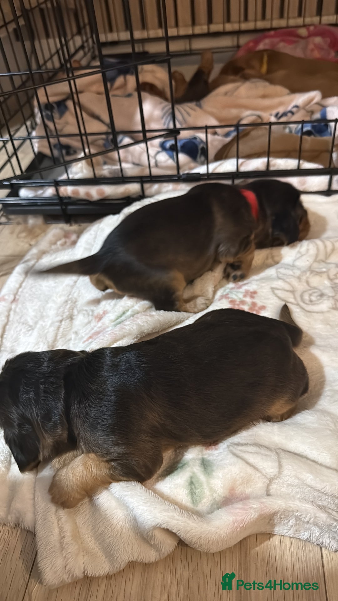 Cocker Spaniel dogs for sale: Gorgeously adorable Show Cocker Spaniels - Advert 20