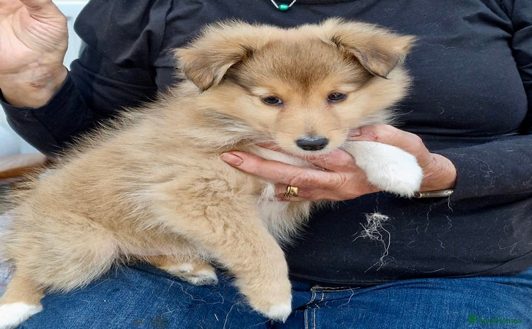 Shetland Sheepdog dogs - Advert 1