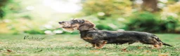 Miniature Dachshund dogs for stud: Miniature Wire Haired Dachshund, Wild Boar - Advert 2