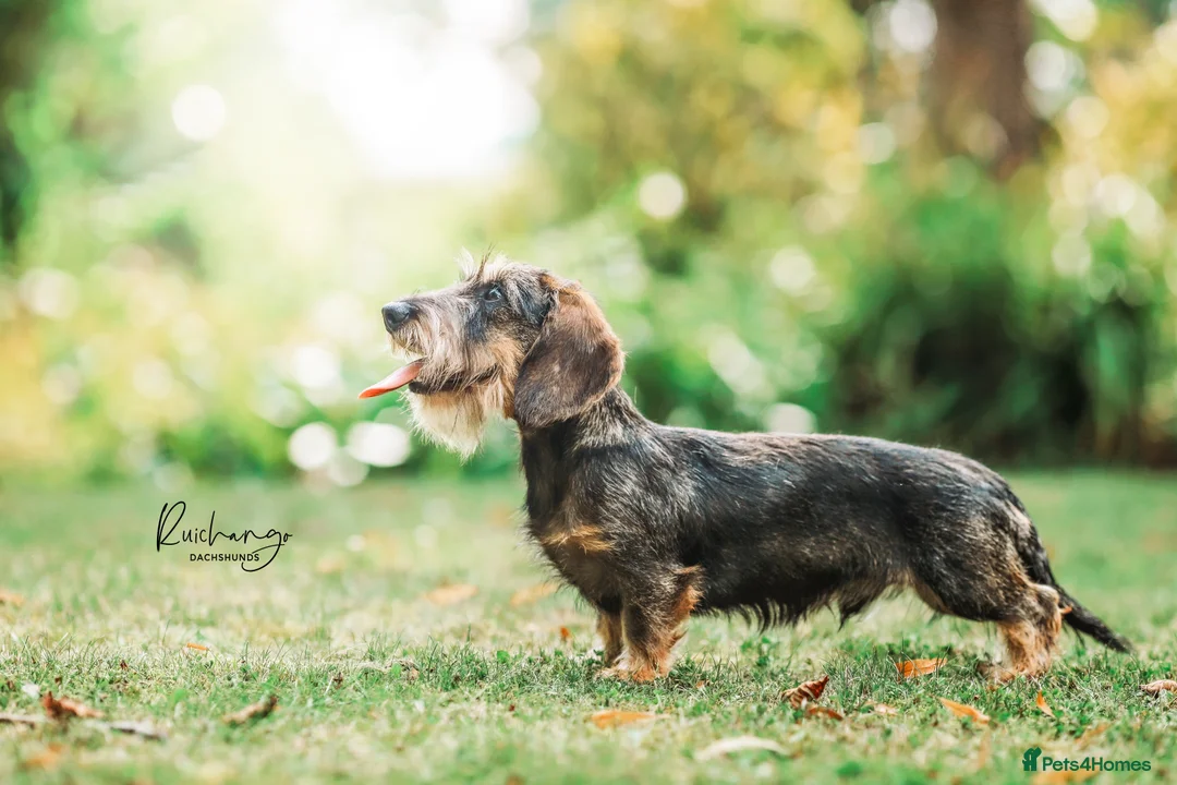 Miniature Dachshund dogs for stud: Miniature Wire Haired Dachshund, Wild Boar - Advert 2