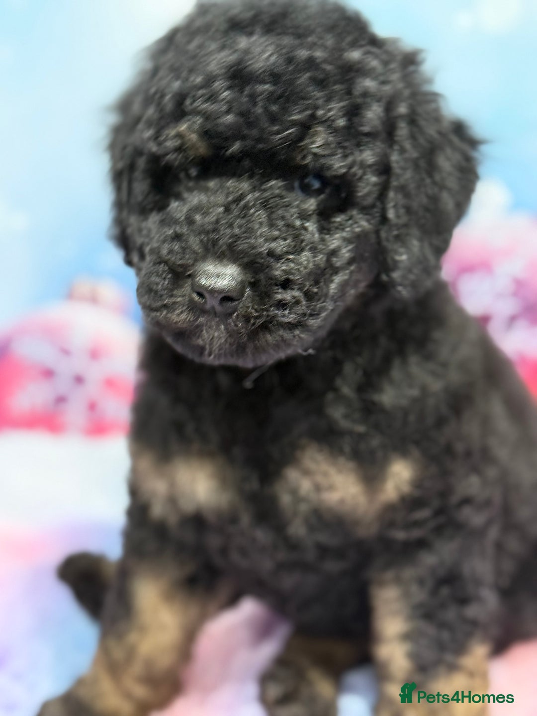 Bernedoodle dogs for sale: Bernedoodles - Advert 8