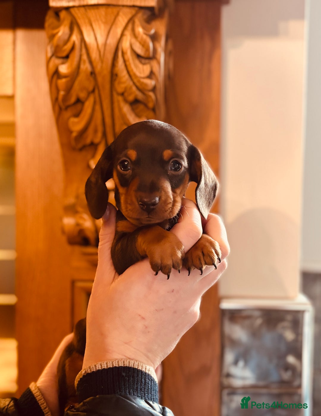 Miniature Dachshund dogs for sale: Stunning Smooth coat mini dashy girl available - Advert 2