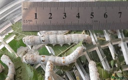 Worms invertebrates for sale: Silkworms - Fed 100% Mulberry leaves - Image 1