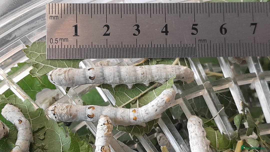 Worms invertebrates for sale: Silkworms - Fed 100% Mulberry leaves - Image 1