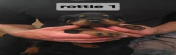 Rottweiler dogs for sale: Rottie pups 4 beautiful boys  - Advert 8