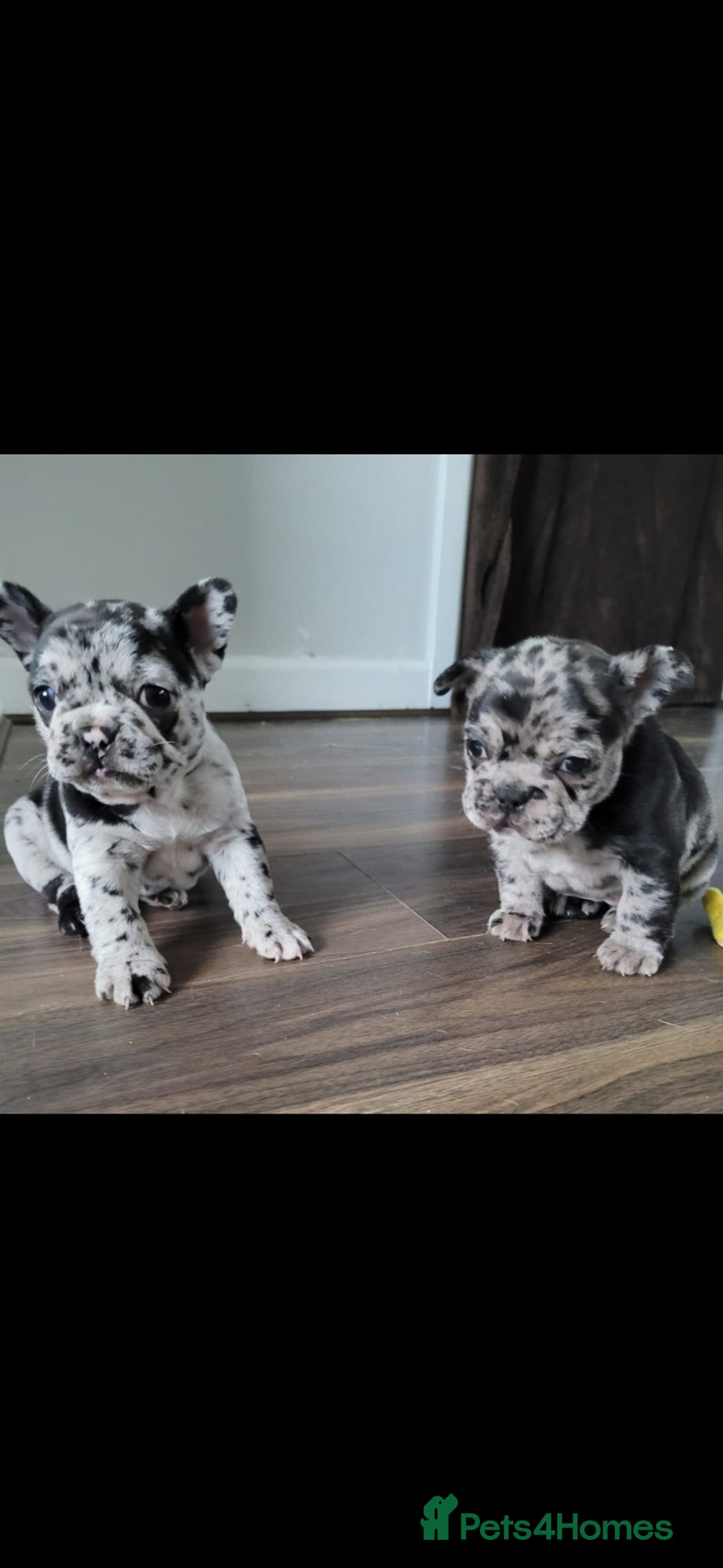 French Bulldog dogs for stud: Proven French bulldog Merle stud in Liverpool - Advert 6