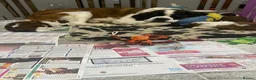 Saint Bernard dogs for sale: Saint Bernard Pups (KC Reg) in Larkhall - Advert 16