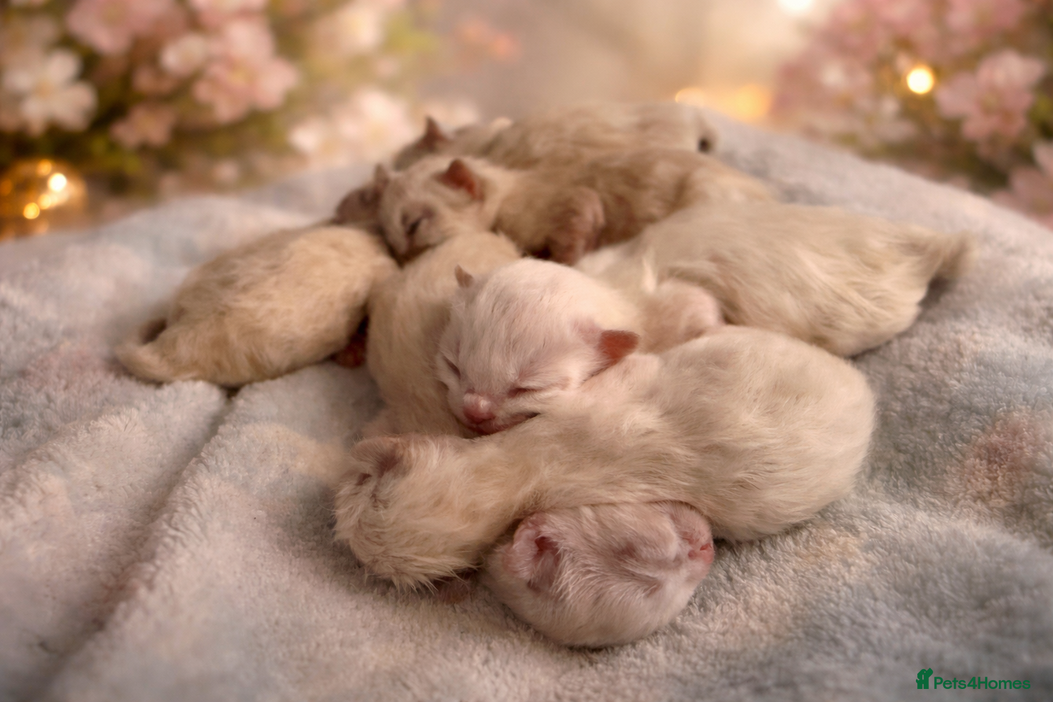 Ragdoll cats Beautiful Ragdoll-type kittens  - Advert 3