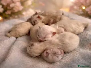 Ragdoll cats Beautiful Ragdoll-type kittens - Advert 3