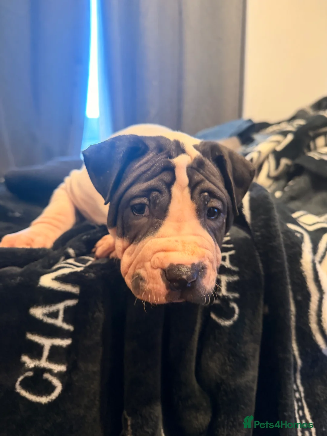 Mixed Breed dogs for sale: PUPPIES READY FOR NEW HOMES - 8 WEEKS+ OLD  - Advert 10