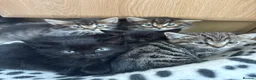 Mixed Breed cats for sale: Adorable kittens - Advert 2
