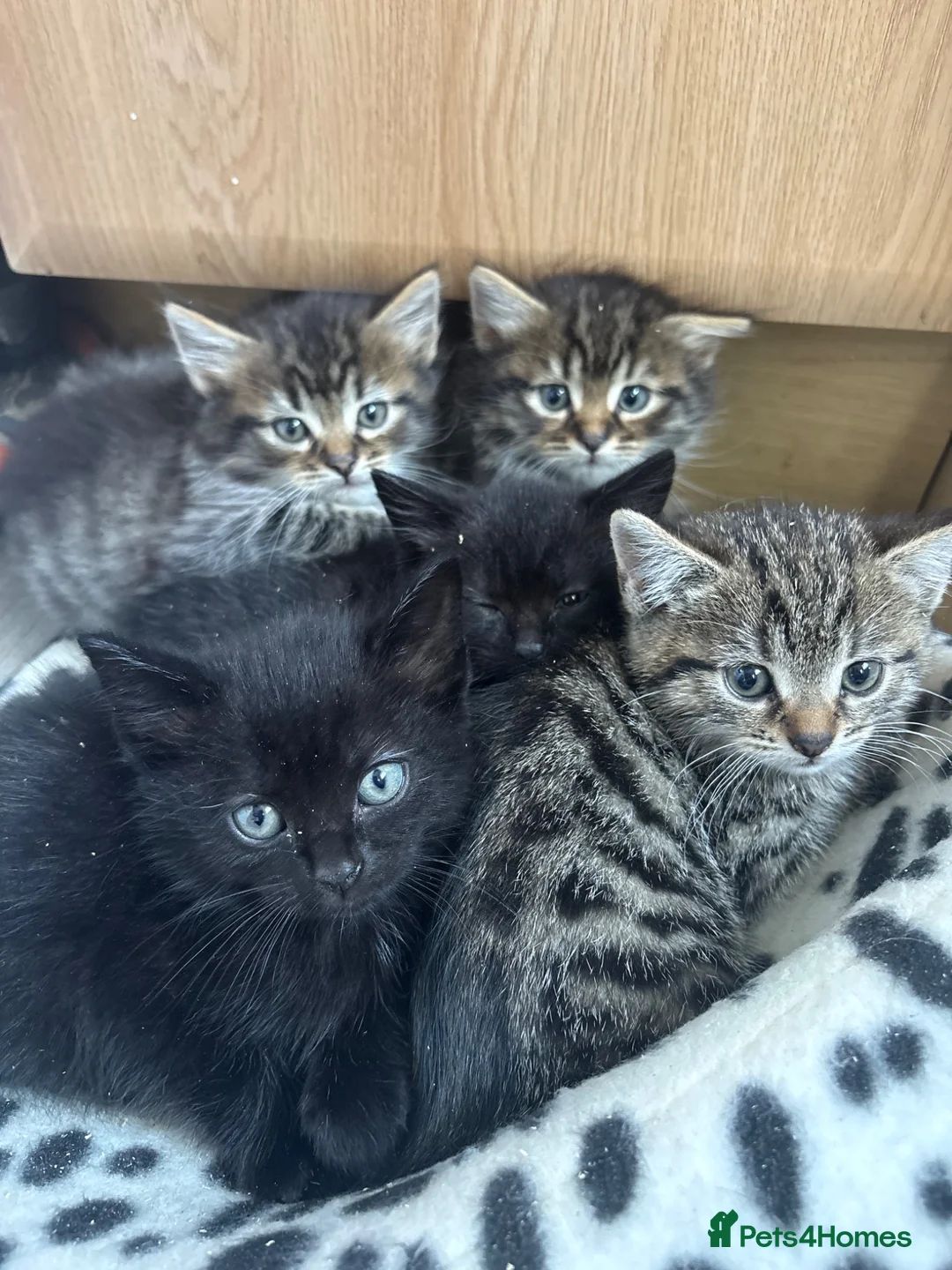 Mixed Breed cats for sale: Adorable kittens - Advert 2