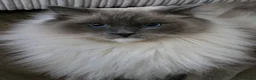Ragdoll cats for sale: Beautiful gccf reg Rsgdoll boy - Advert 10