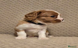 Cavalier King Charles Spaniel dogs for sale: Gorgeous KC Reg Cavalier Puppies  - Image 4